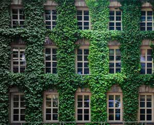 家里不同角落需要擺放不同植物，你家放對了嗎？