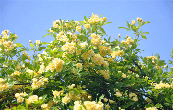 很多人都喜歡花花草草，但是咱們室內(nèi)該擺什么就不是那么清楚了。