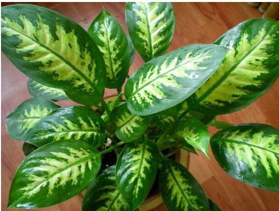 花葉萬年青_副本