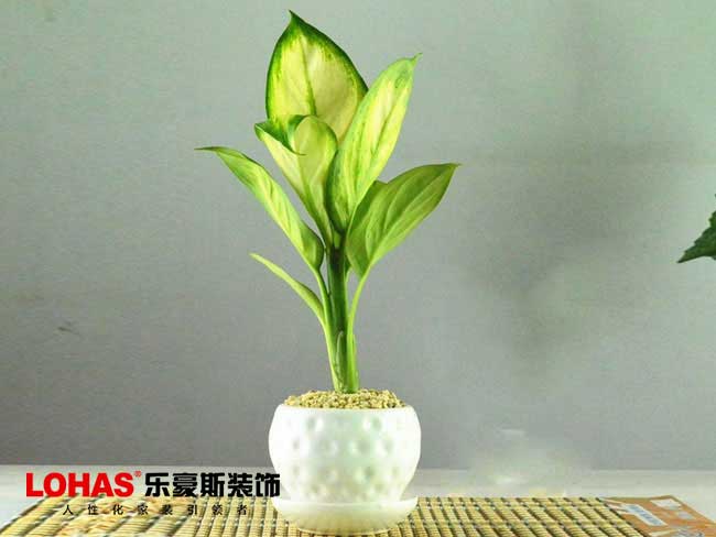 石家莊裝修效果圖