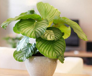 家里適合種什么綠色植物呢？