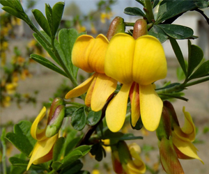 錦雞兒的功效以及價(jià)格？