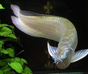 你認識銀龍魚嗎？它可以吃嗎？