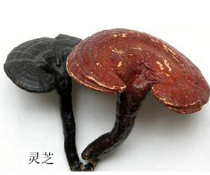 靈芝為什么那么貴？你知道怎么辨別靈芝的真假嗎？