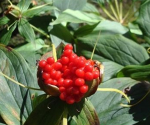 你知道重樓這種生物嗎？它的功效可是很大的哦！