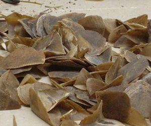 穿山甲鱗片有什么功效？它的市場價格又是什么樣的呢？