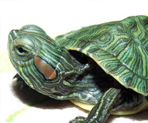 巴西龜貴嗎？選購標(biāo)準(zhǔn)有哪些呢？