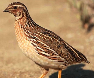 鵪鶉和鴿子同屬于一個(gè)物種嗎？