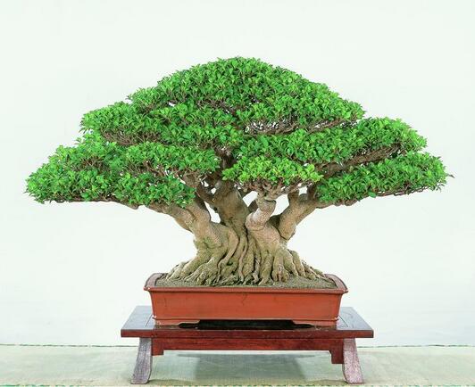 榕樹繁殖的速度快嗎？是怎么繁殖的呢？