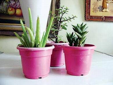 盆栽蘆薈用什么盆子好？怎么養(yǎng)？