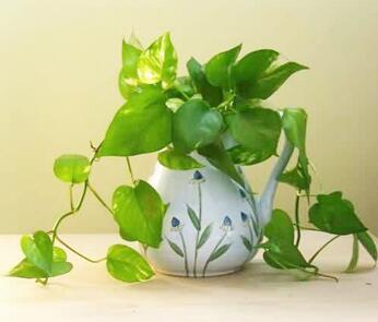 你知道綠蘿的花語嗎？