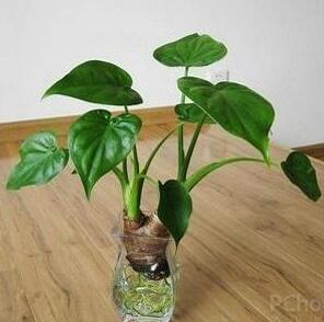 滴水觀音好養(yǎng)嗎？有什么作用嗎？