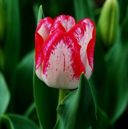 郁金香放在室內(nèi)有影響嗎？