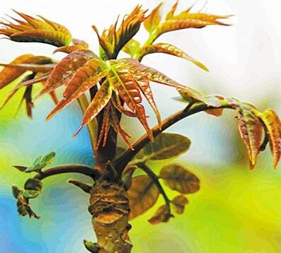 香椿營(yíng)養(yǎng)價(jià)值高嗎？