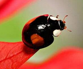 益蟲有哪些？