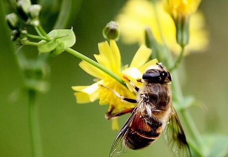 被蜜蜂蟄了怎么辦？