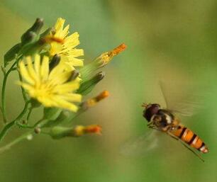 被蜜蜂蟄了怎么辦？