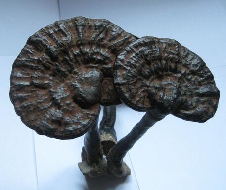 黑靈芝比一般的靈芝更好嗎？