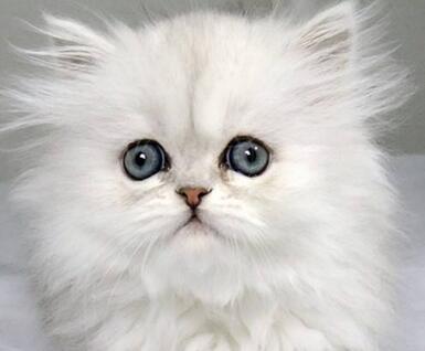 金吉拉貓多少錢一只呢？怎么選擇呢？