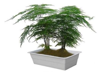 文竹好養(yǎng)嗎？會(huì)開花嗎？