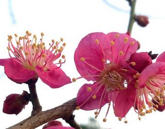 梅花有什么含義嗎？