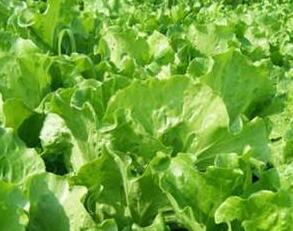 生菜種植技術(shù)