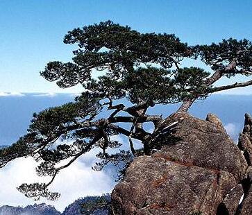 松樹的特點(diǎn)有哪些呢？