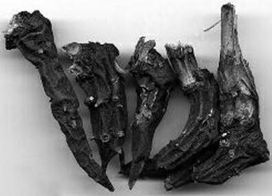 草烏對(duì)人身體有什么好處呢？