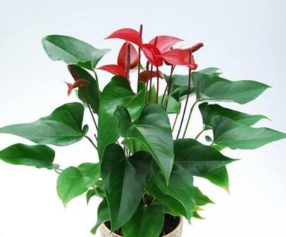 怎么才能讓紅掌開花呢？