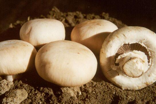 口蘑、香菇、草菇的區(qū)別