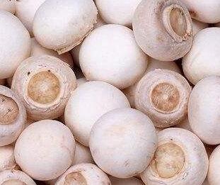 口蘑、香菇、草菇一樣嗎？它們有什么區(qū)別呢？