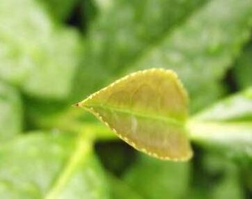 怎么預(yù)防茶白星病呢？好治嗎？