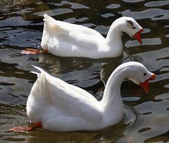 鵝和鴨有哪些區(qū)別？怎么分辨呢？