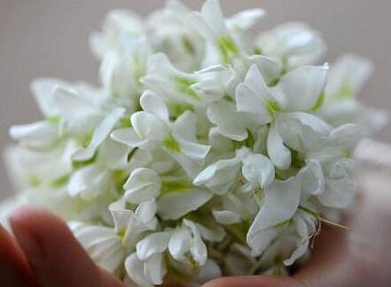 洋槐樹有毒嗎？可以吃嗎？