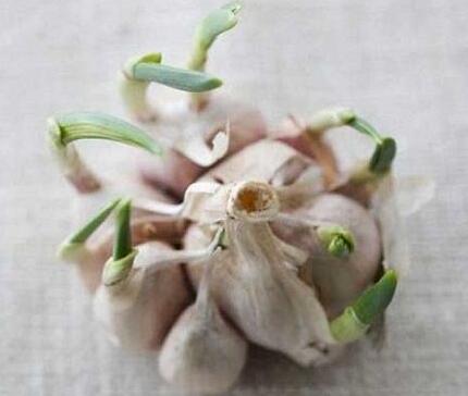 大蒜發(fā)芽是壞了嗎？還可以吃嗎?
