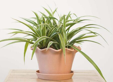 家里放金邊吊蘭好嗎？