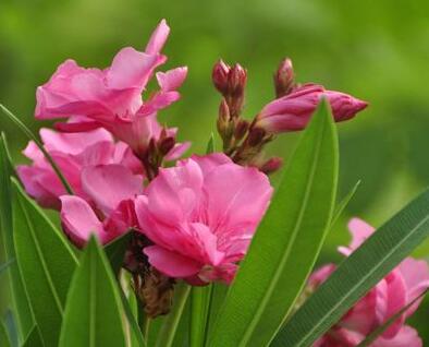 夾竹桃有毒嗎？