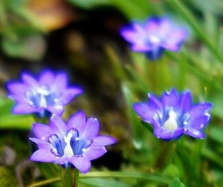 龍膽草多少錢？功效怎么樣？