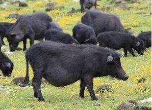 藏香豬多少錢一斤？有什么功效呢？