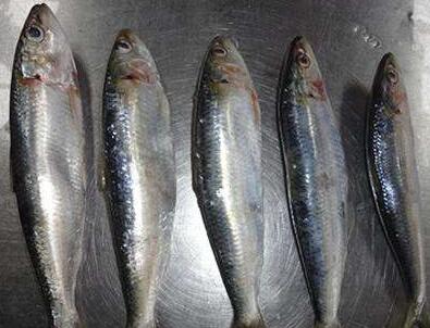 沙丁魚多少錢呢？怎么選購呢？