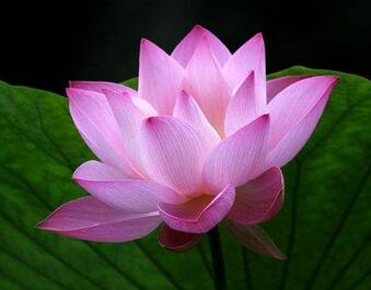 荷葉有哪些功效呢？