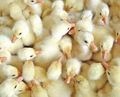 鵝苗多少錢一只？怎么挑選鵝苗呢？