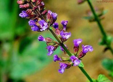 紫參有哪些功效呢？