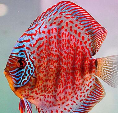 七彩神仙魚多少錢呢？好養(yǎng)嗎？