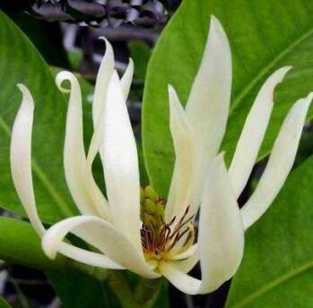 白蘭花怎么種植呢？好養(yǎng)嗎？