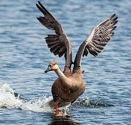 養(yǎng)大雁好嗎？前景怎么樣？