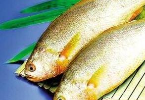 黃花魚好吃嘛？價(jià)格是多少呢？