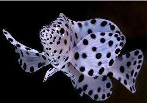 老鼠斑怎么樣?多少錢一斤？