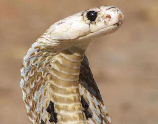 眼鏡蛇貴嗎？都分布在哪里呢？