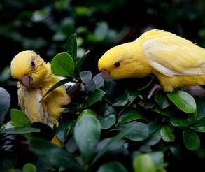 橫斑鸚鵡貴不貴？多少錢呢？